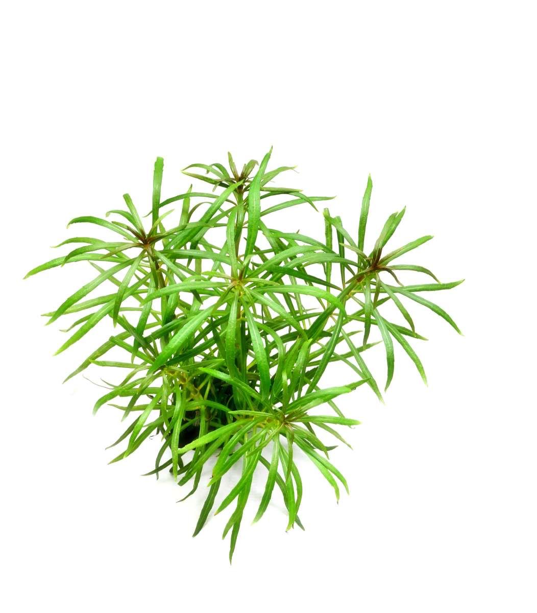 Plantes & graines: Sternrotola  – D'occasion à Moosseedorf par nicu006 1