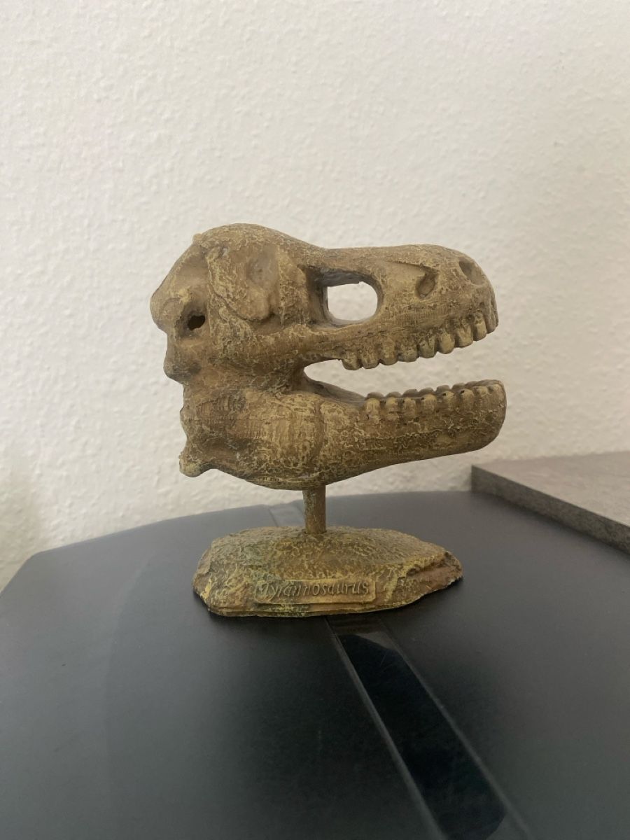 Statuette: Crâne de dinosaure - Objet de décoration – Nuovo (secondo la descrizione) da Fribourg venduto da lau_5lkk