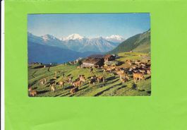 Riederalp-weidende Kühe