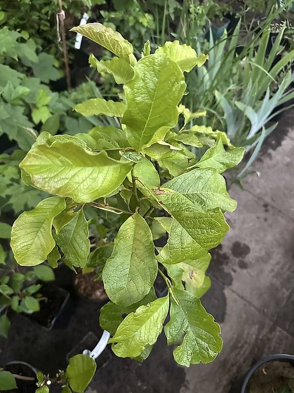 Piante & sementi: Baum Magnolie Magnolia kobus – Usato da Speicher venduto da pir_c96f