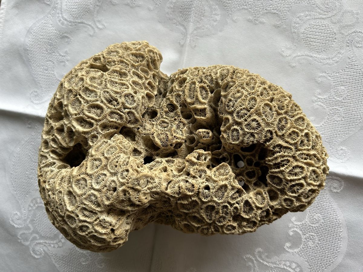 Fossili: Grosses fossiles Korallenexemplar – Usato da Lengnau AG venduto da Mefari 1