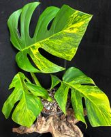💛BIG MONSTERA BORSIGIANA AUREA VARIEGATA „SAD PLANT“ TOP💛