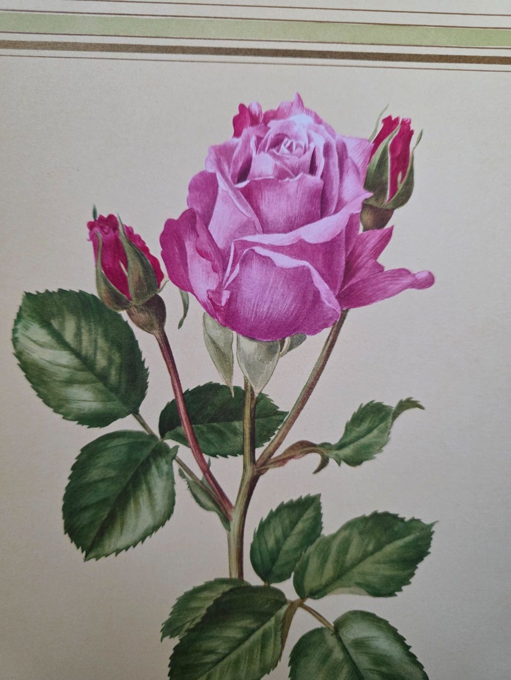 Foto & Immagini: Bild Rose - Anne Marie Trechslin – Usato da Walterswil BE venduto da Lonitti 1