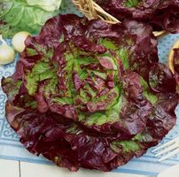 Roter Kopfsalat ROSEMARY / 20 Samen