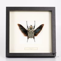Goliathkäfer fliegend - Goliathus orientalis- männlich
