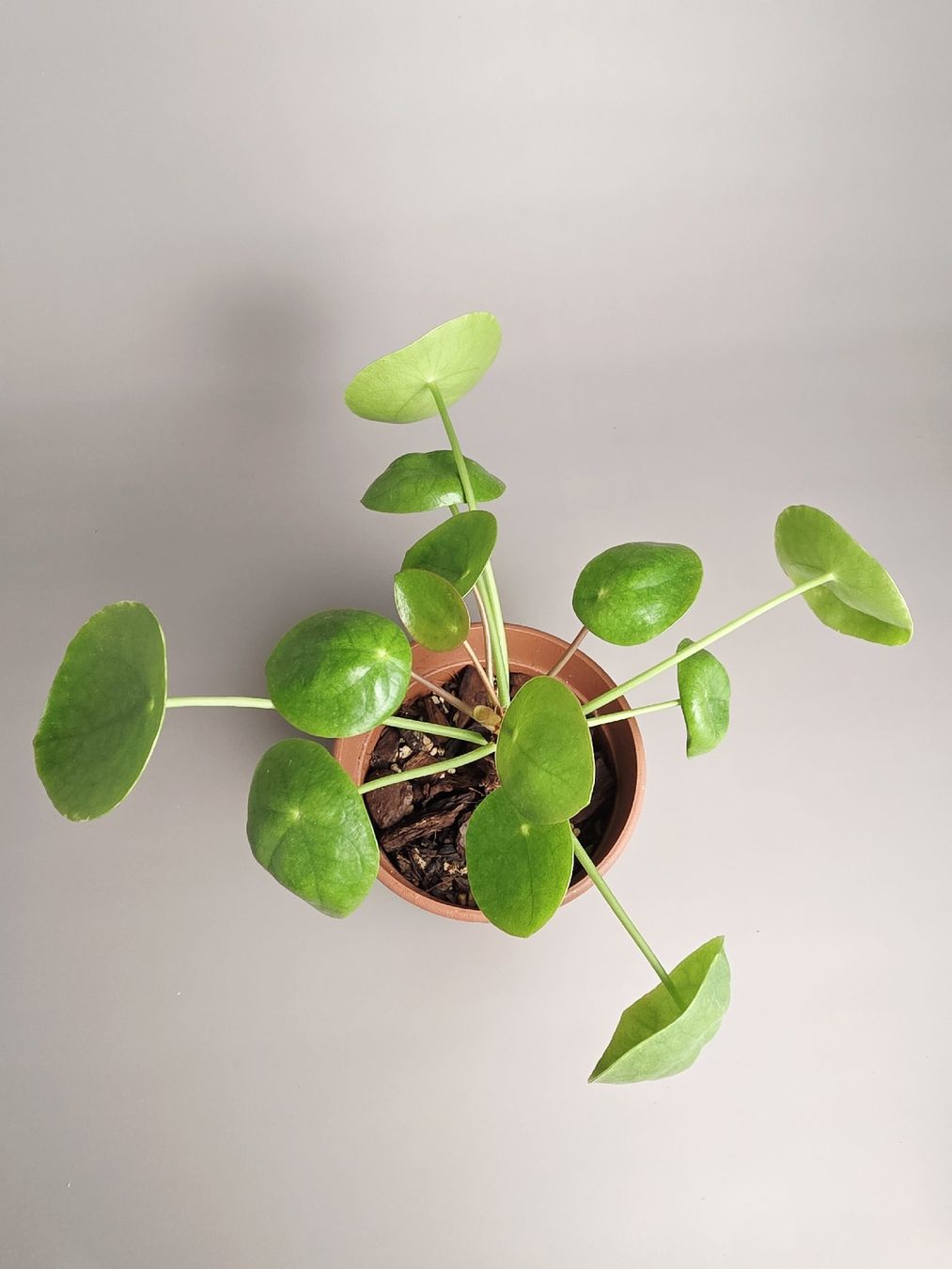 Piante & sementi: Ufopflanze / Pilea peperomioides #4 – Nuovo (secondo la descrizione) da Gerolfingen venduto da Azora 1