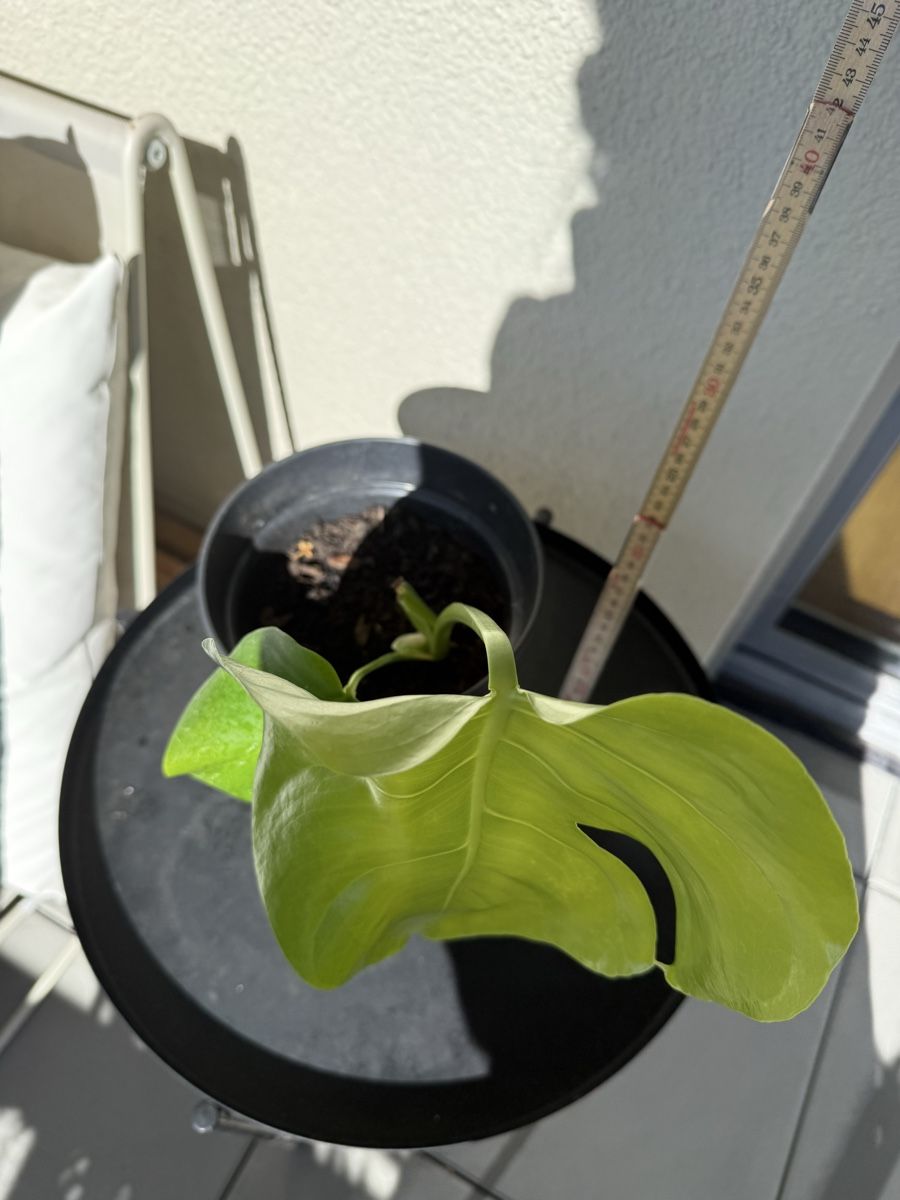 Piante & sementi: Zimmerpflanze Ableger Monstera gebraucht – Usato da Menziken venduto da Fluriology 4