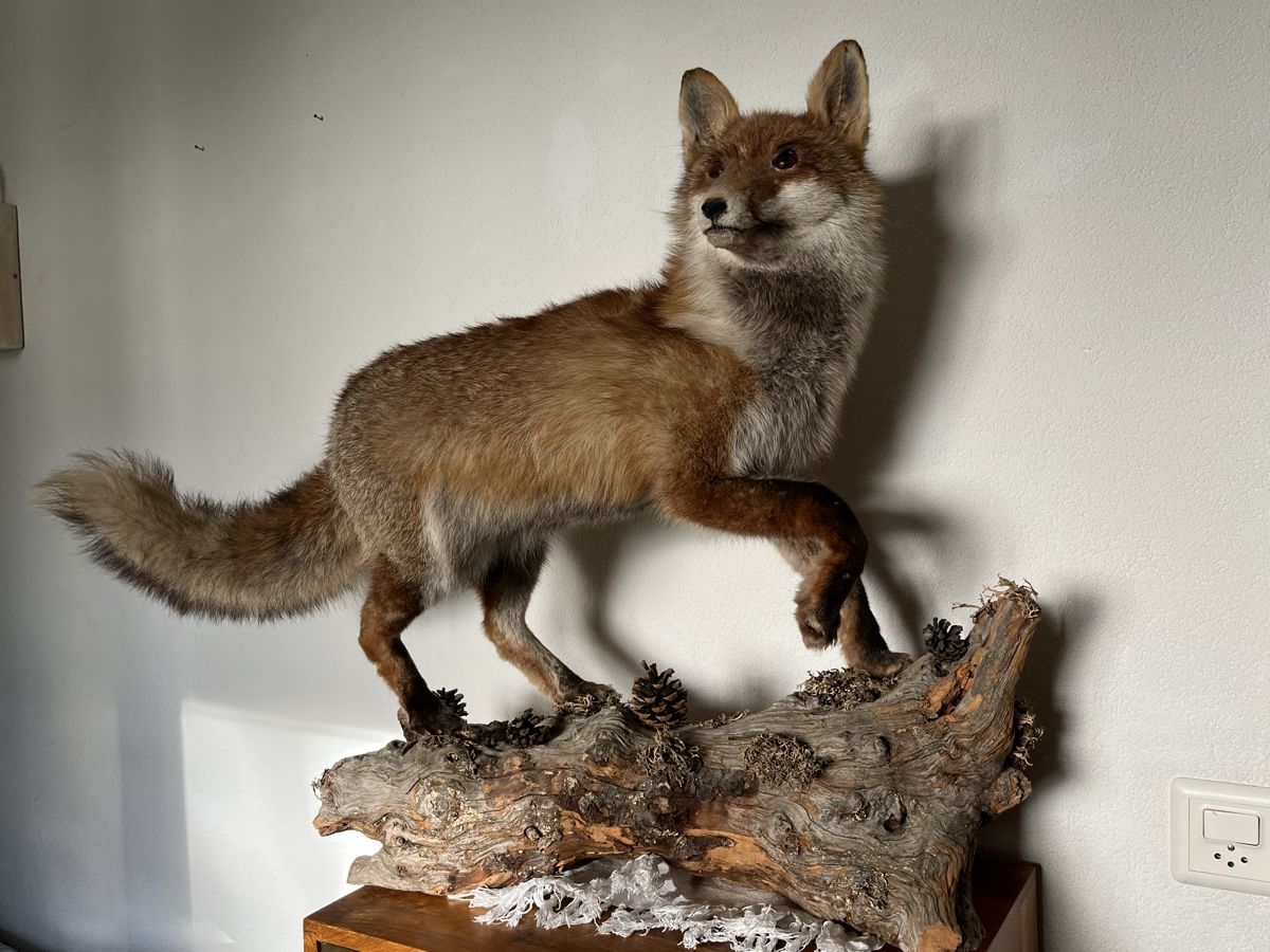 Il mondo degli animali: Wunderschöner Fuchs. Echttier Präparat. – Usato da Davos Platz venduto da butzele13 2