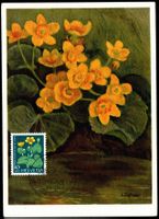 Maximumkarte MK Blumen Sumpfdotterblume J179 PJ 1959 ET