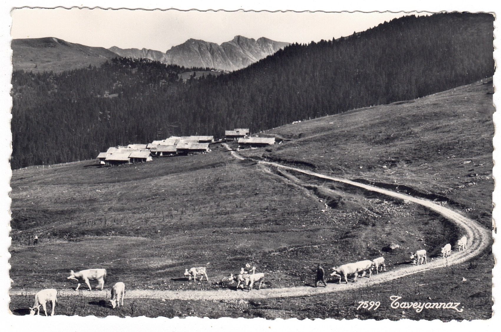 Cartoline postali: Taveyannaz – Usato da La Tour-de-Peilz venduto da amjust