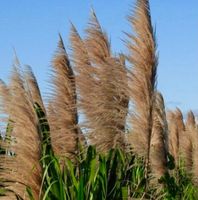 Ab 5.- fr 10 Samen Sumpfrohr Gartenlandschaften mit Teich 🌾