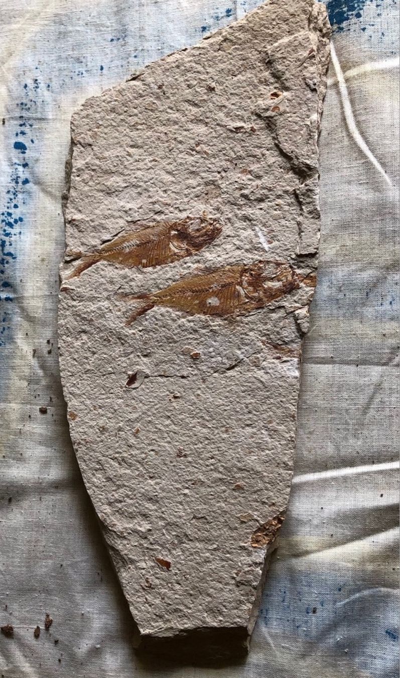 Fossiles: Fossiler Fisch – Neuf (Voir description) à Seelisberg par Mike7000 3