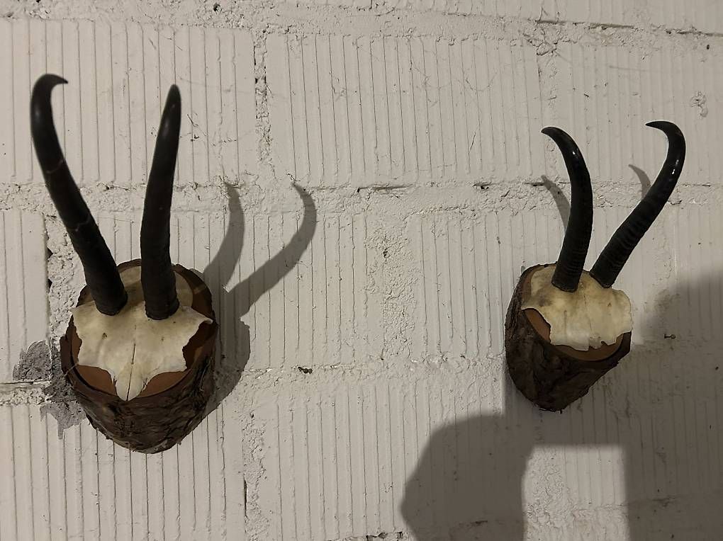 Il mondo degli animali: Original Steinbockgeweih aus dem Alpstein  – Usato da Oberlunkhofen venduto da valbella2 4