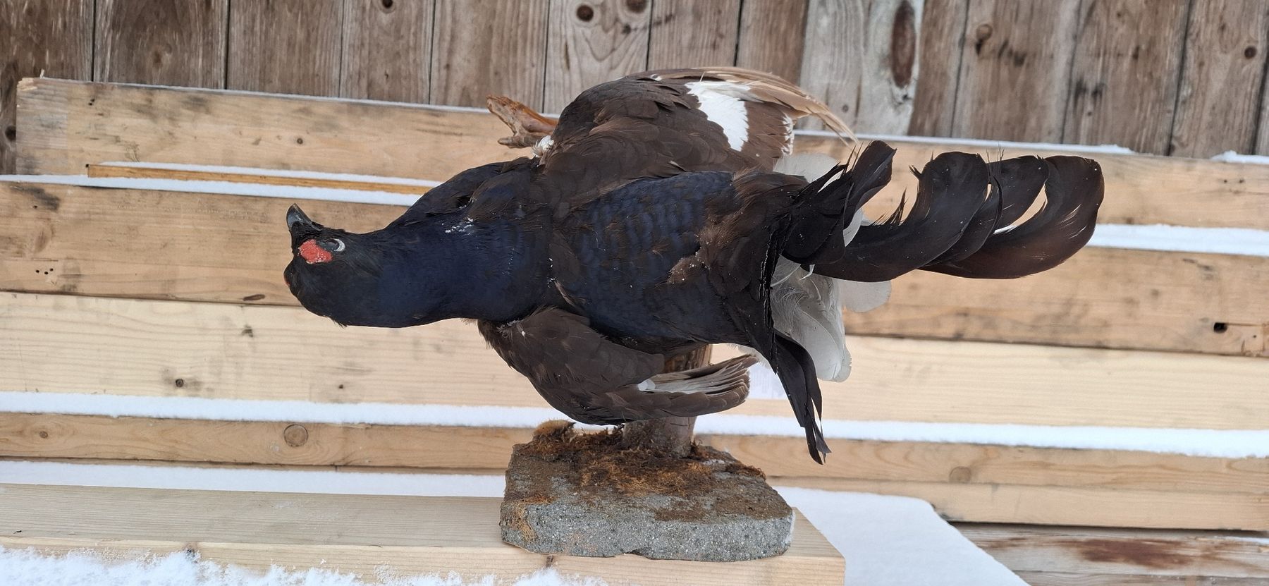 Welt der Tiere: Präparat Birkhahn auf Ast, Jagdtrophäe, Top – Gebraucht aus Buttisholz von REX001 1