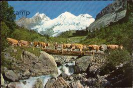 1964 AK Alpabfahrt v. Oeschinensee_Kandersteg m. Blümlisalp