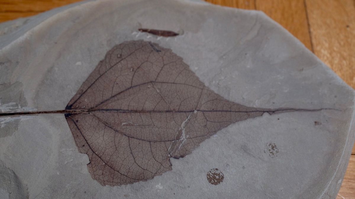 Fossili: Fossil - Populus Willmattae – Usato da Biel/Bienne venduto da nimmes