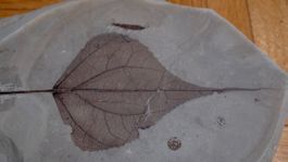 Fossil - Populus Willmattae