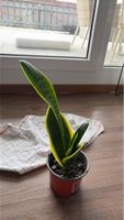 Bogenhanf Sansevieria Zimmerpflanze neuwertiger Zustand
