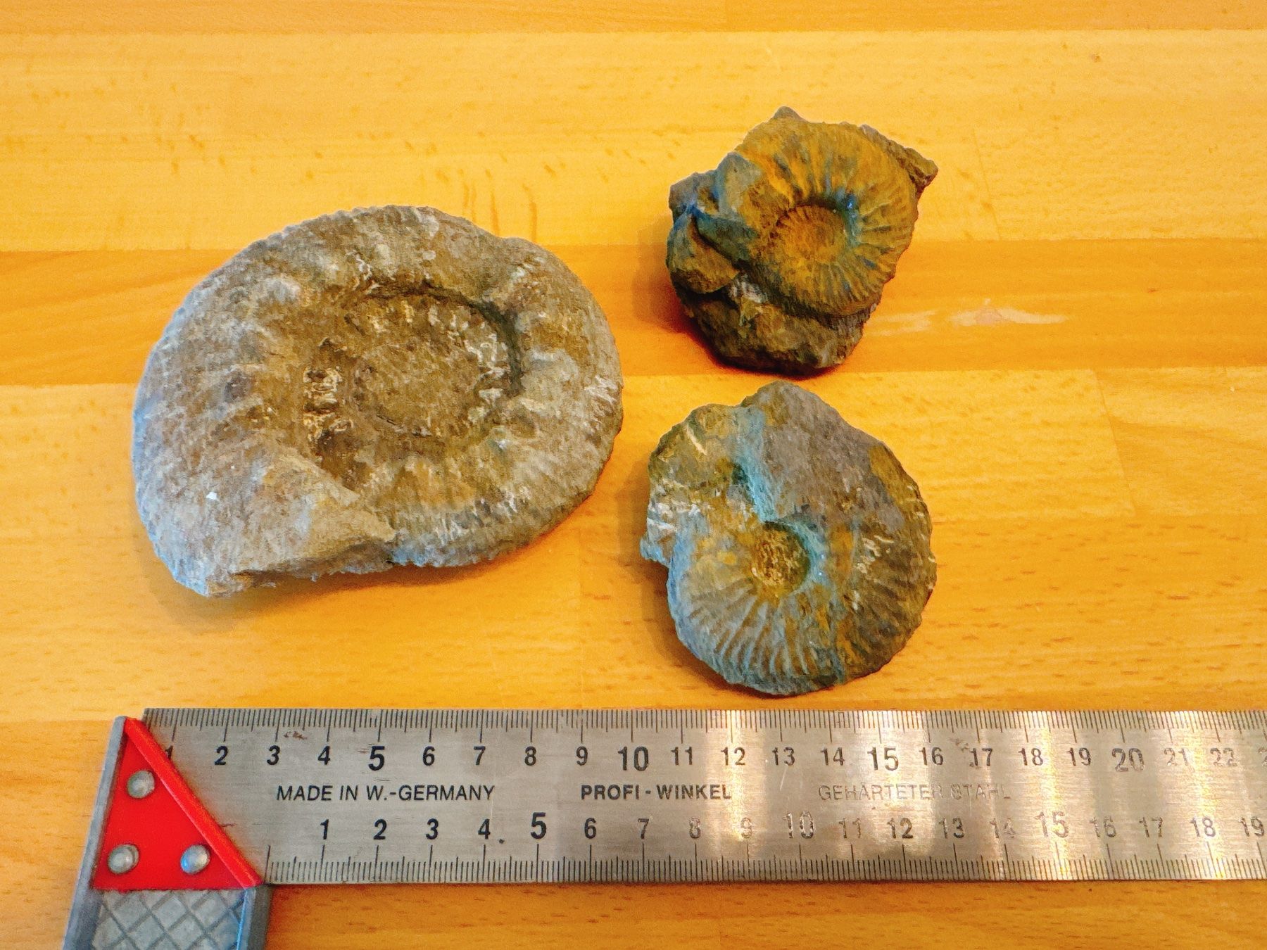 Fossilien: Fossilien-Set: Drei Ammoniten-Fossilien – Gebraucht aus Muttenz von denise06