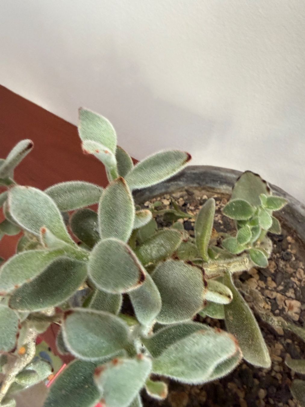 Piante & sementi: Kalanchoe Tomentosa -  Succulent im Topf – Usato da Weggis venduto da agabara77