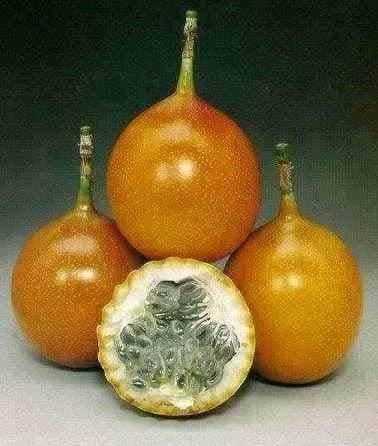 Pflanzen & Samen: Grenadine Sucre  PASSIFLORA LIGULARIS 5g – Neu (gemäss Beschreibung) aus Bremblens von FIBONACCI369