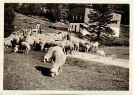 PONTRESINA Station de Morteratsch - Hirte mit Schafen