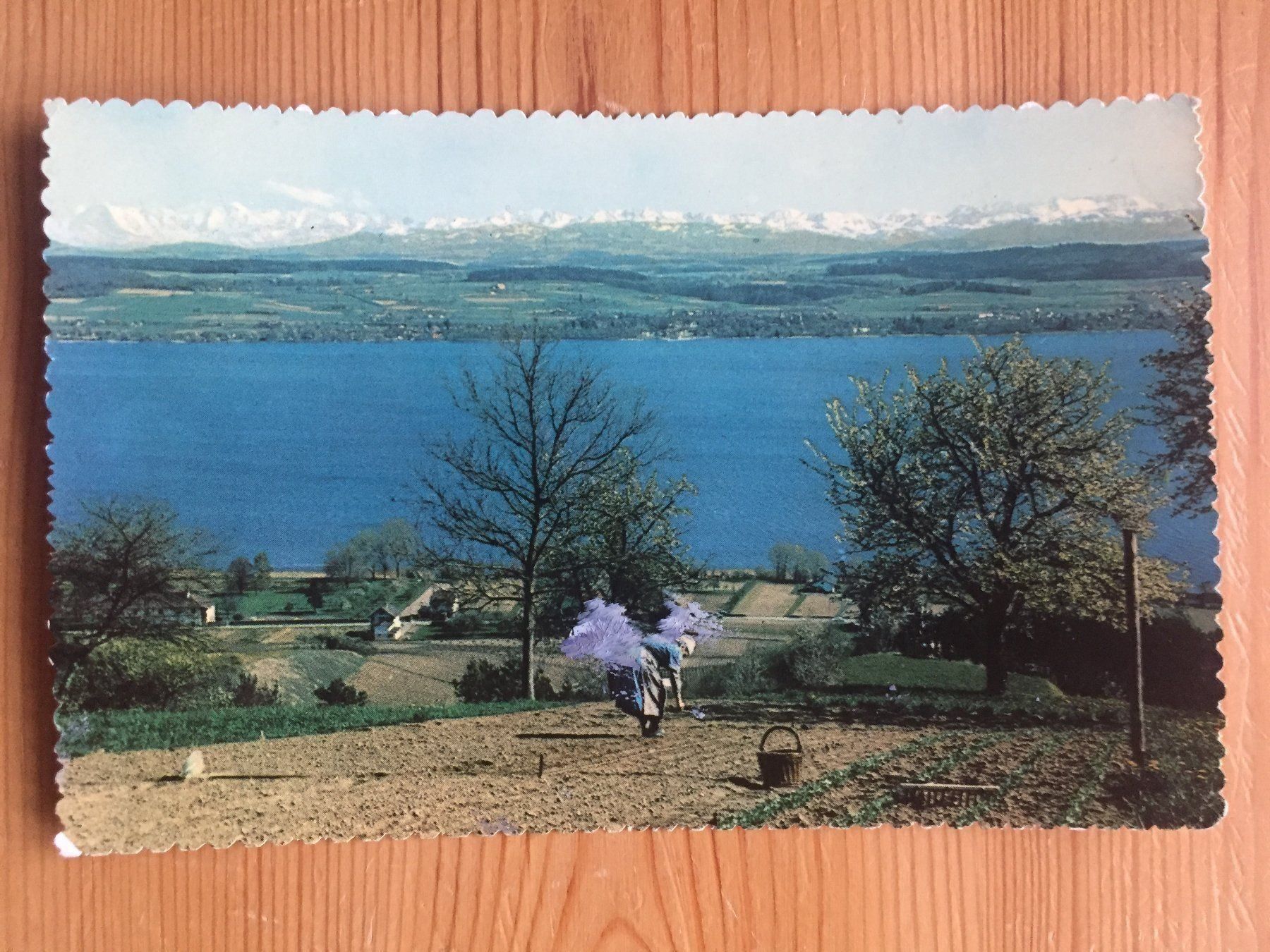 Cartoline postali: Murtensee mit Berneralpen - AK – Nuovo (secondo la descrizione) da Oberuzwil venduto da Henri09