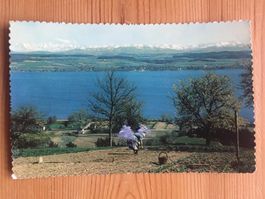 Murtensee mit Berneralpen - AK