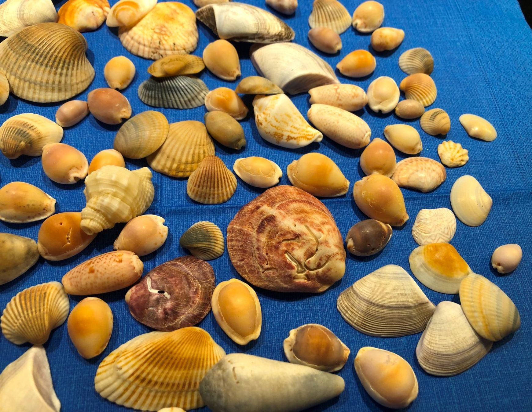 Tutte le decorazioni: Diverse Muscheln zu Dekoration oder zum Basteln ca. 300 gr. – Usato da Gossau/ZH venduto da amazonas66 2