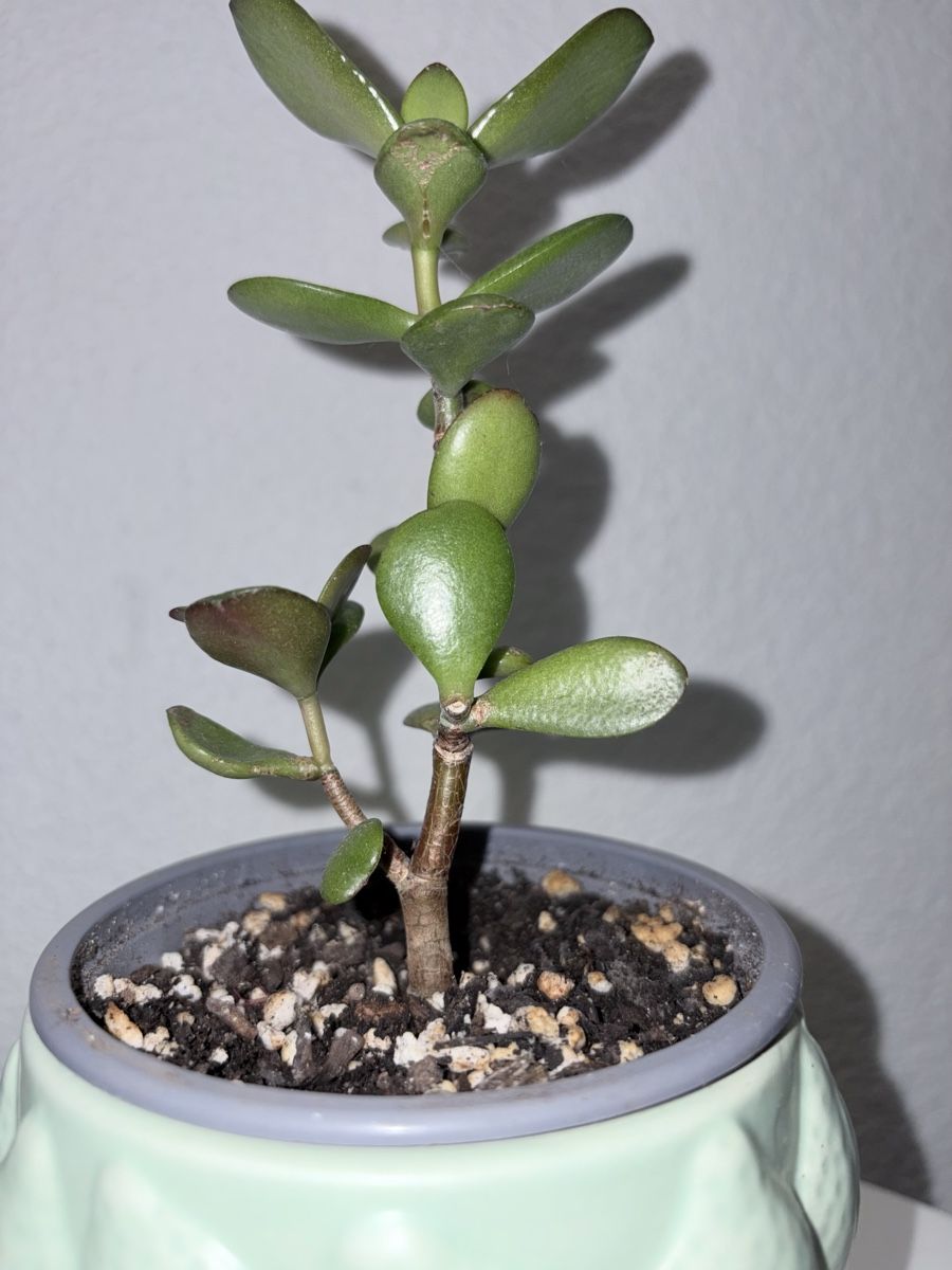 Pflanzen & Samen: Crassula ovata plant with ceramic cache pot – Gebraucht aus Kilchberg ZH von malibubeach 2