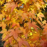 Acer palmatum - érable du japon  2x