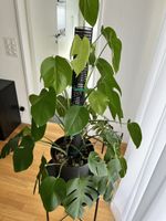 Monstera Deliciosa