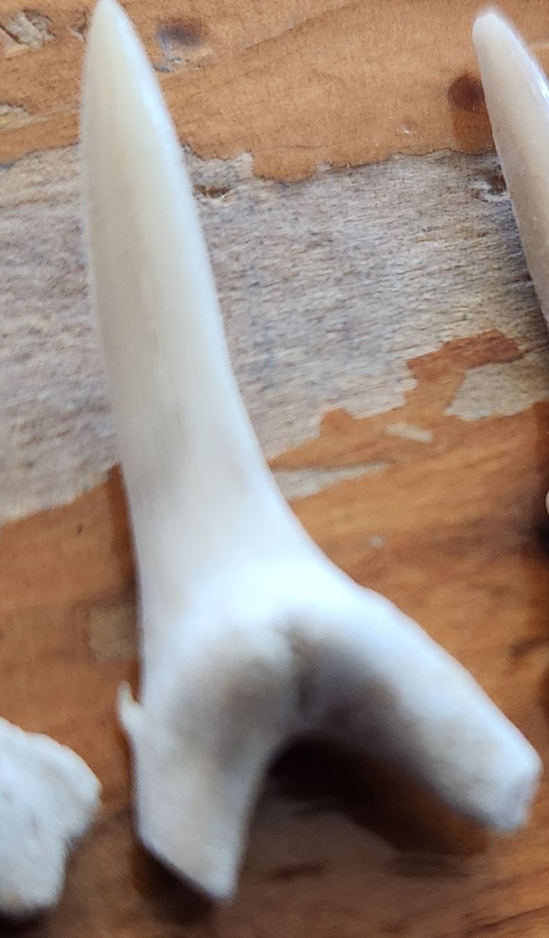 Fossili: Lot de 5 Dents de requin – Usato da Territet venduto da Cenh 2