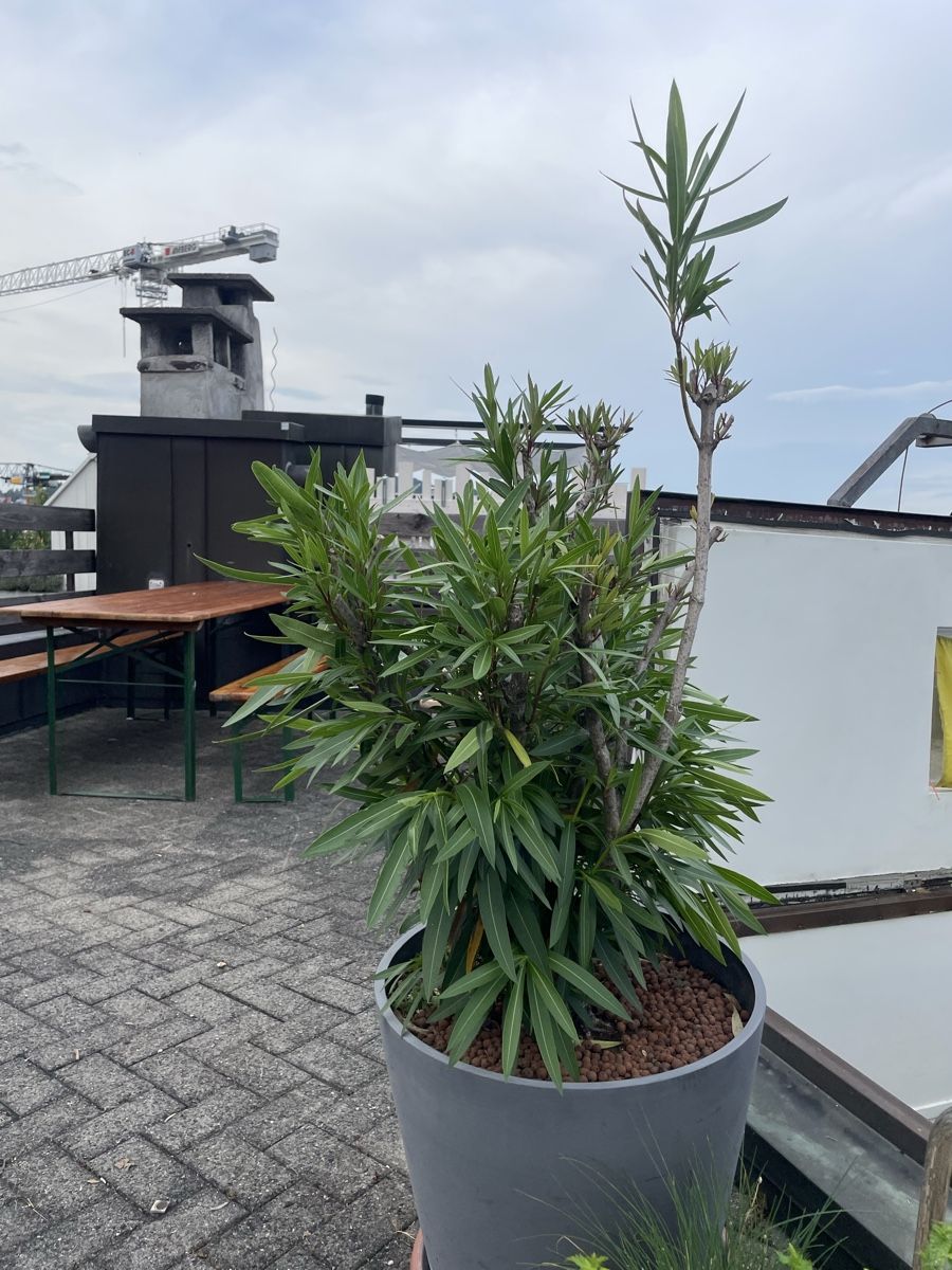 Piante & sementi: Grosser Oleander Balkonpflanze – Usato da Luzern venduto da Klabourettli 2