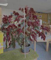 Sehr grosse (1m hohe) Begonia aconitifolia, Stammbegonie