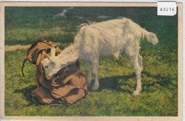 Gitzi auf Besuch - Ziege chevre goat - Photo: E. Gyger