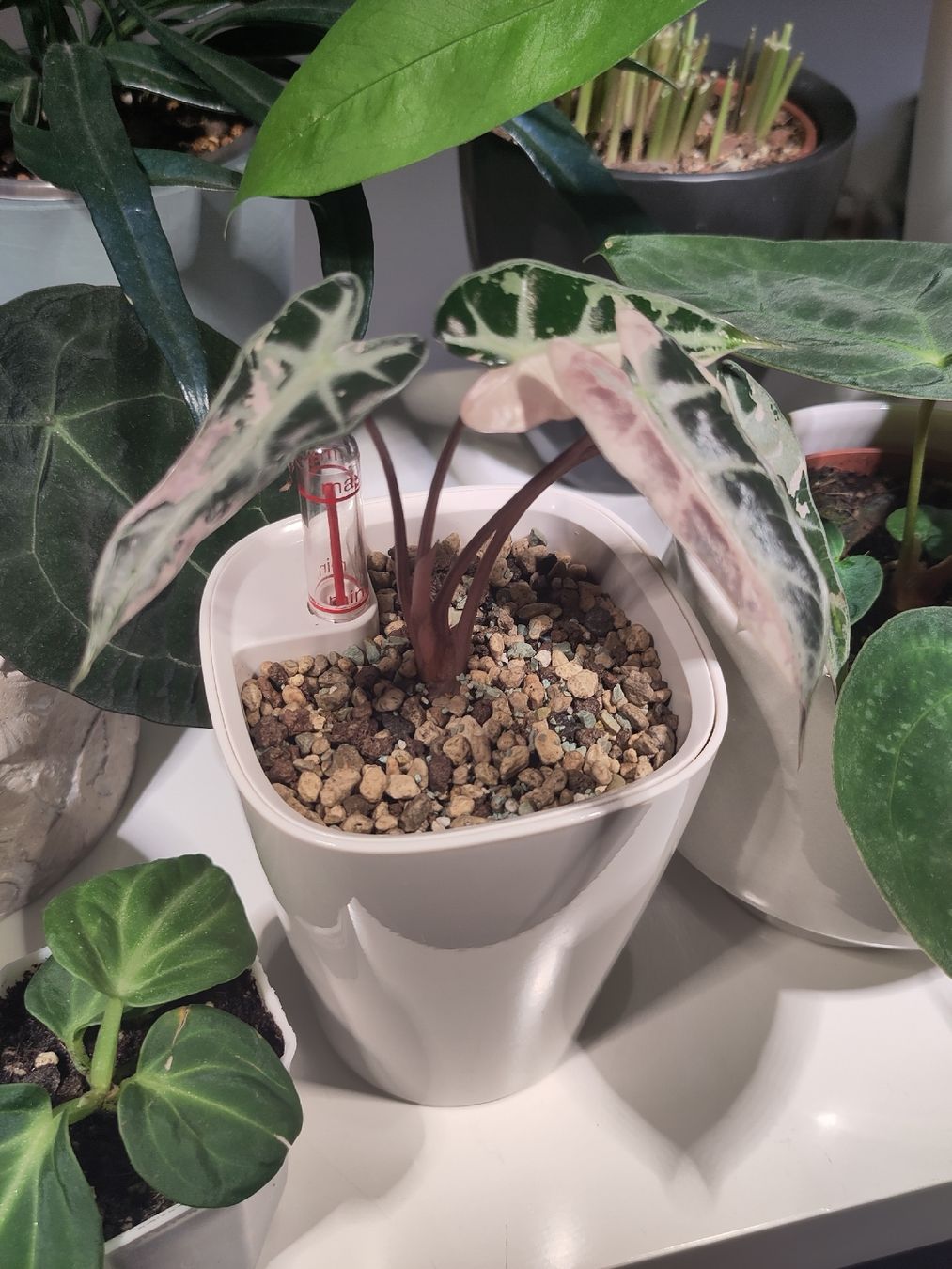 Alocasia Bambino Pink Variegata Rhizom (Neu (gemss Beschreibung)) in  Zrich fr CHF 40  mit Lieferung auf Ricardo kaufen