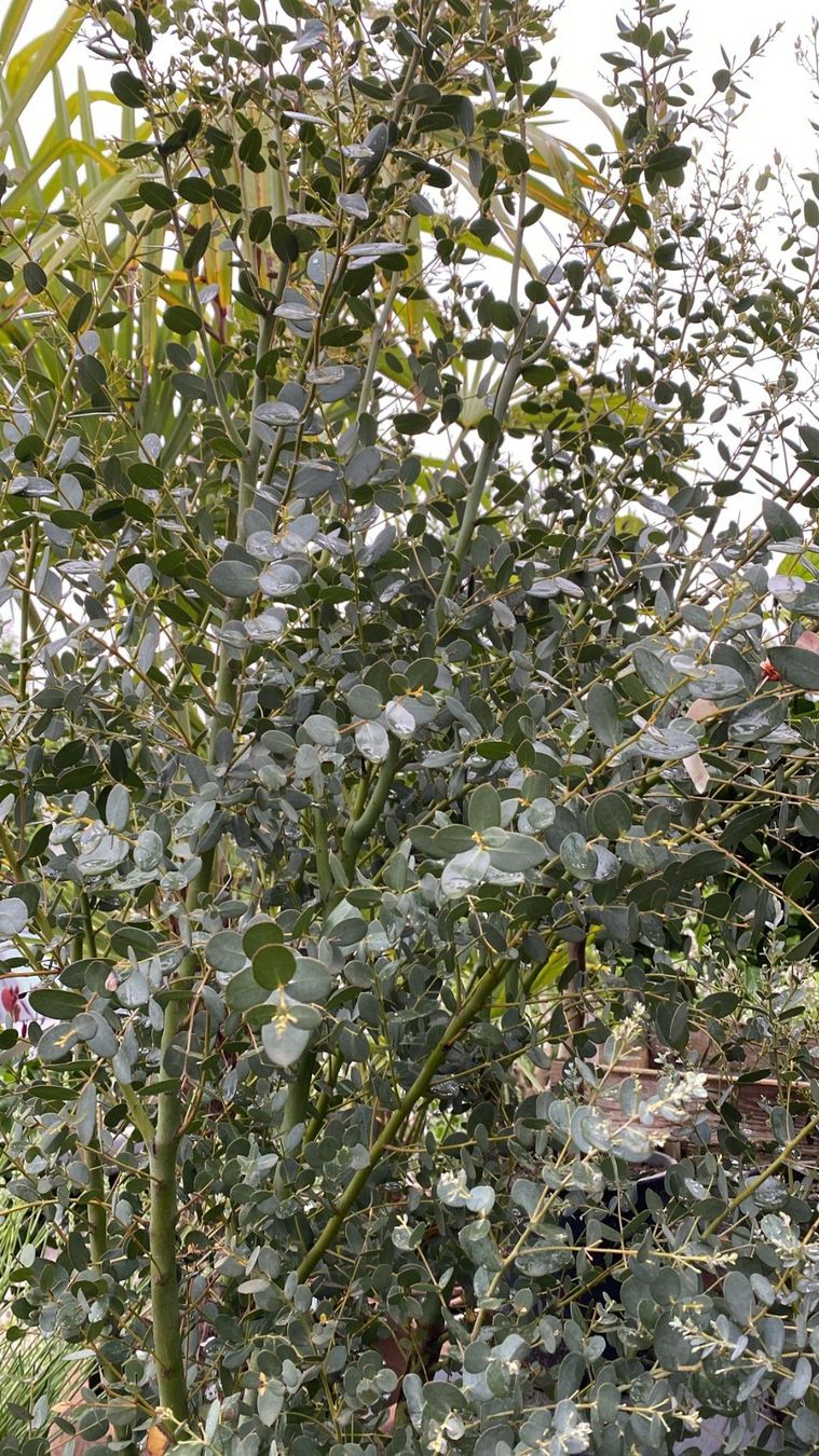 Piante & sementi: Eucalyptus "Gunii" – Nuovo (secondo la descrizione) da Sursee venduto da pflugshaupt01 1