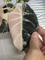 🌱 Alocasia Black Velvet Pink