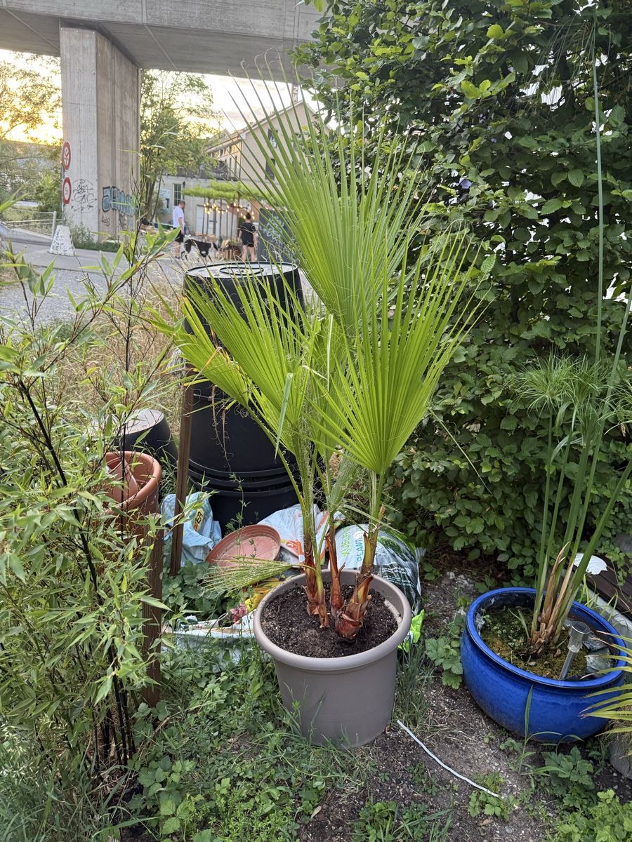 Pflanzen & Samen: Palme – Gebraucht aus Dübendorf von Highqualityonly 1