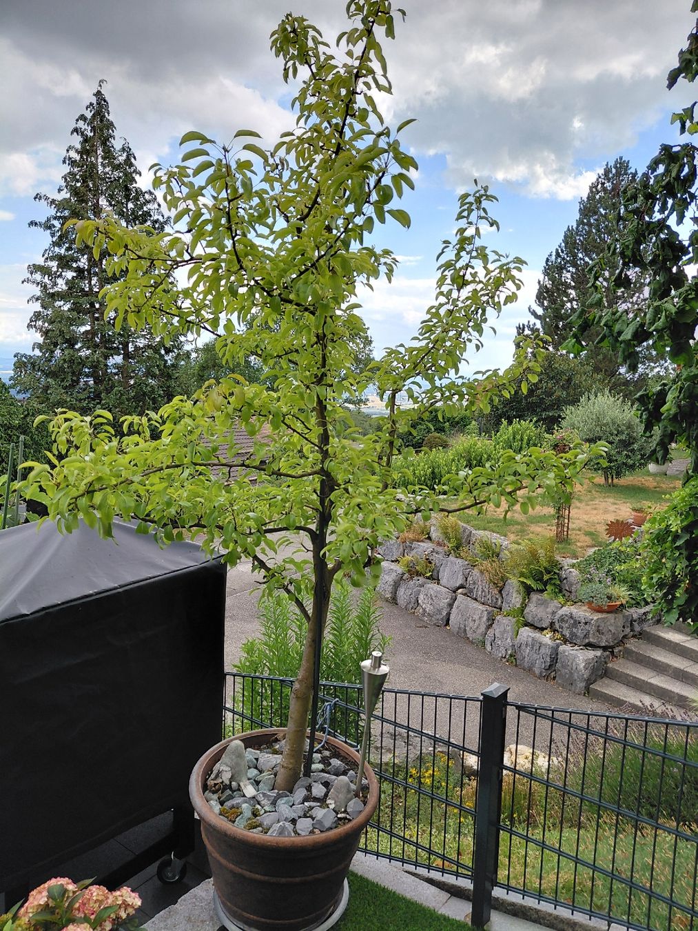 Pflanzen & Samen: Birnenbaum – Gebraucht aus Wolfisberg von Flaeki 1