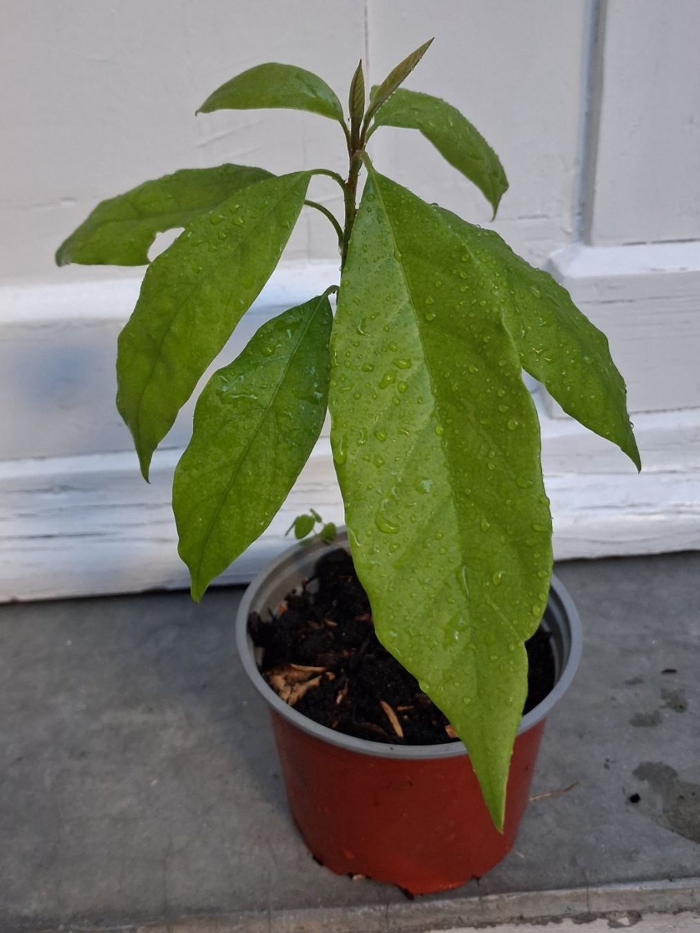 Plantes & graines: Avocado-Setzling – D'occasion à Basel par Matthias2020