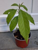 Avocado-Setzling