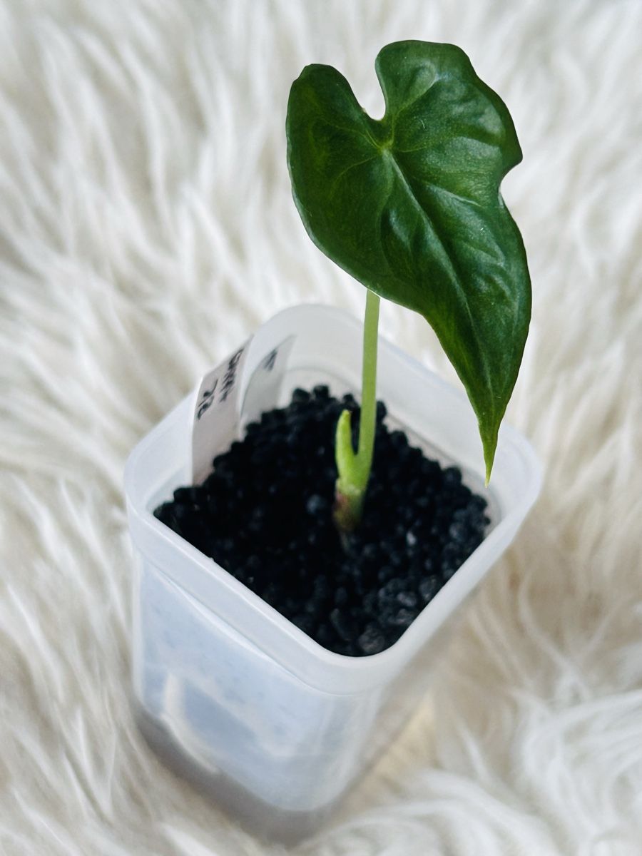 Pflanzen & Samen: Alocasia Teletubbies  – Neu (gemäss Beschreibung) aus Scherzingen von Elefantenohr.ch