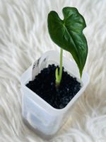 Alocasia Teletubbies 