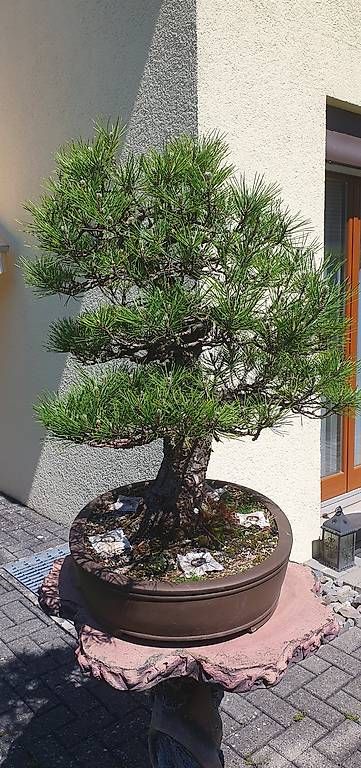 Piante & sementi: Solitär-Bonsai Schwarzkiefer – Usato da Niederwil venduto da Scwa5 2