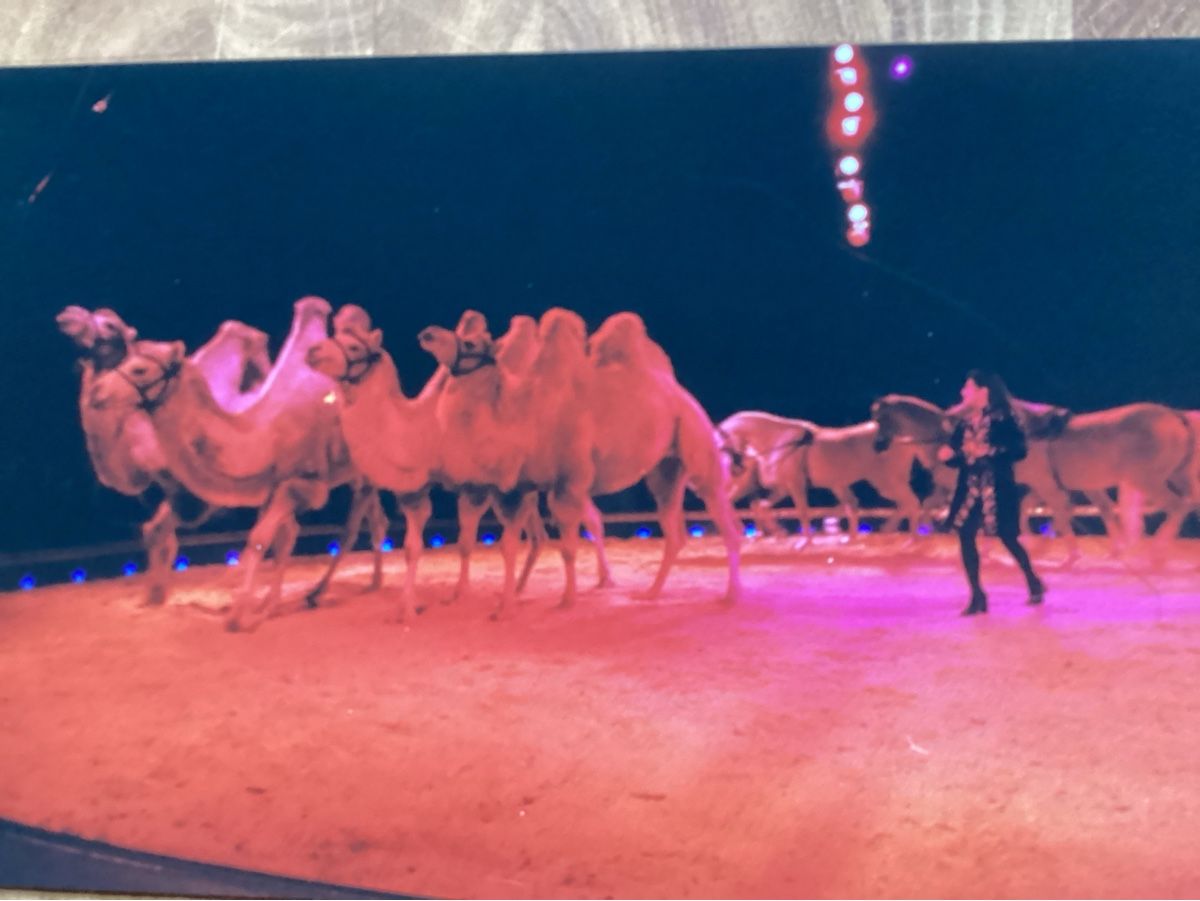 Foto & Immagini: Circus Knie Foto 1999 – Usato da Reichenbach i. K. venduto da astra2010