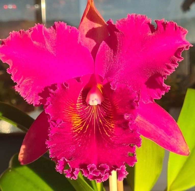 Orchidee Cattleya Kaufen