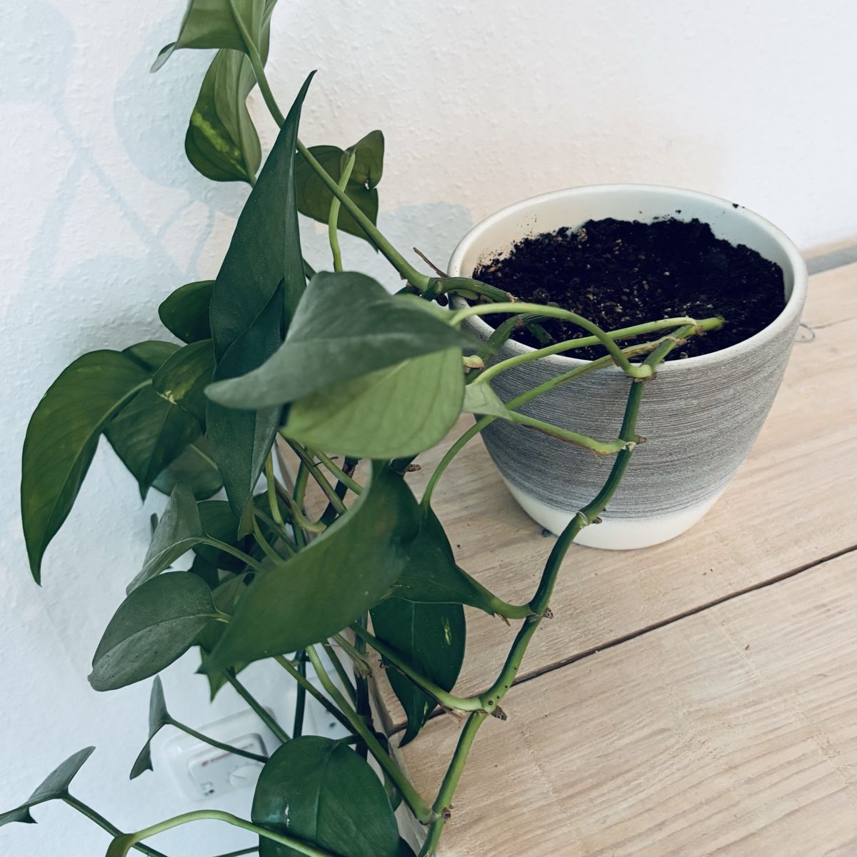 Plantes & graines: Efeutute gross – D'occasion à Zürich par keegstra 1