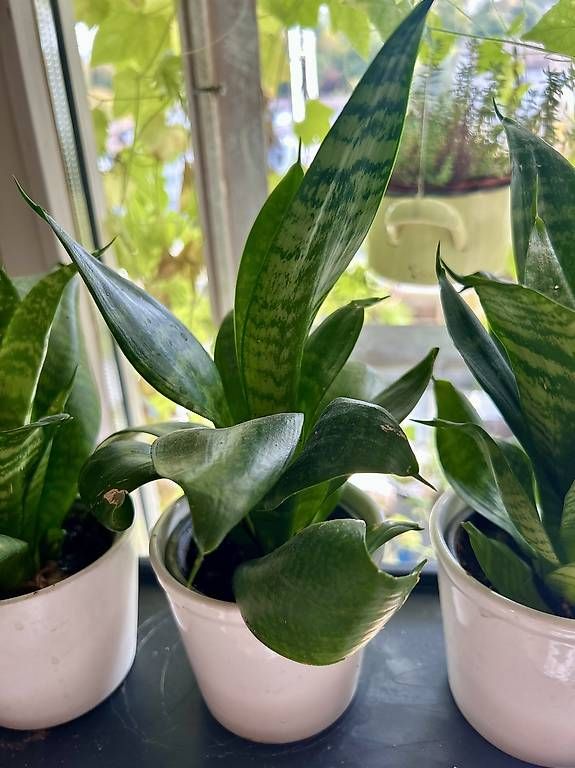 Plantes & graines: 3 Zimmerpflanzen  – Neuf avec emballage d'origine à Frauenfeld par Irene.Schuppli 2